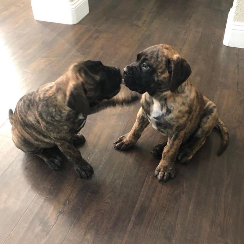 NEAPOLITAN MASTIFF PUPS AVAILABLE Image eClassifieds4u