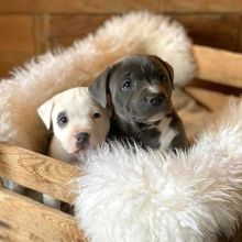 Adorable Blue Staffordshire Bull Terriers