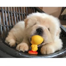 Adorable Chow Chow Puppies Now Ready For Adoption