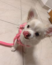Chihuahua puppies available for re-homing into good homes