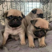 C.K.C MALE AND FEMALE PUG PUPPIES AVAILABLE