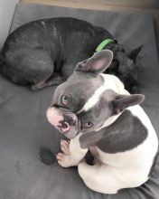 French Bulldog Puppies Ready For Their New Home