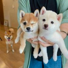 Male and female Shiba Inu puppies