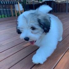 Precious Havanese puppies for great prices