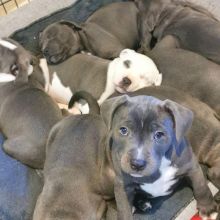 Stunning Blue Staffy puppies