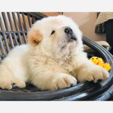 Chow Chow Puppies For Adoption