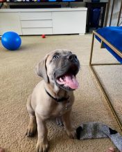 cute and very friendly Cane Corso puppies