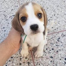 Cute Lovely Beagle Puppies male and female for adoption