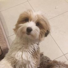 Havanese puppies for adoption