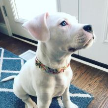 Intelligent American Pitbull terrier puppies