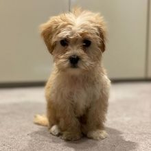 Maltipoo Puppies Looking For Their Forever Home