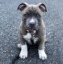 Two Cute American Pitbull terrier Puppies