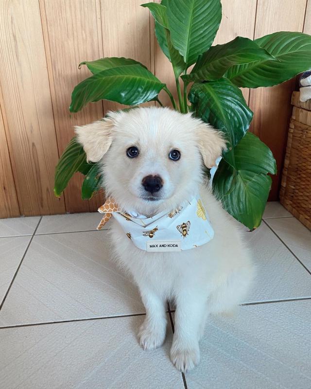 Beautiful Boys And Girls Border collie puppies for adoption Image eClassifieds4u