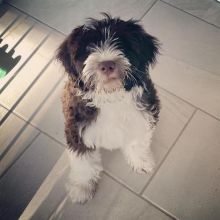 adorable personality Portuguese water dog Image eClassifieds4U