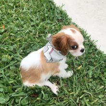 C.K.C MALE AND FEMALE CAVALIER KING CHARLES SPANIEL PUPPIES AVAILABLE Image eClassifieds4U