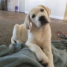 Healthy Labrador Retriever Puppies Available Image eClassifieds4U