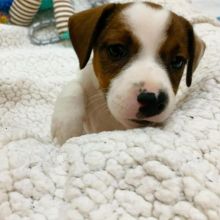 Quality Jack Russell Puppies For Adoption Image eClassifieds4U
