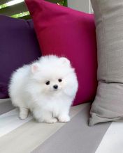 Sweet Teacup Pomeranian Puppies for Adoption 💕Delivery possible🌎 Image eClassifieds4U