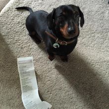 Cut loving and adorable male and female Dachshund puppies for adoption Image eClassifieds4U