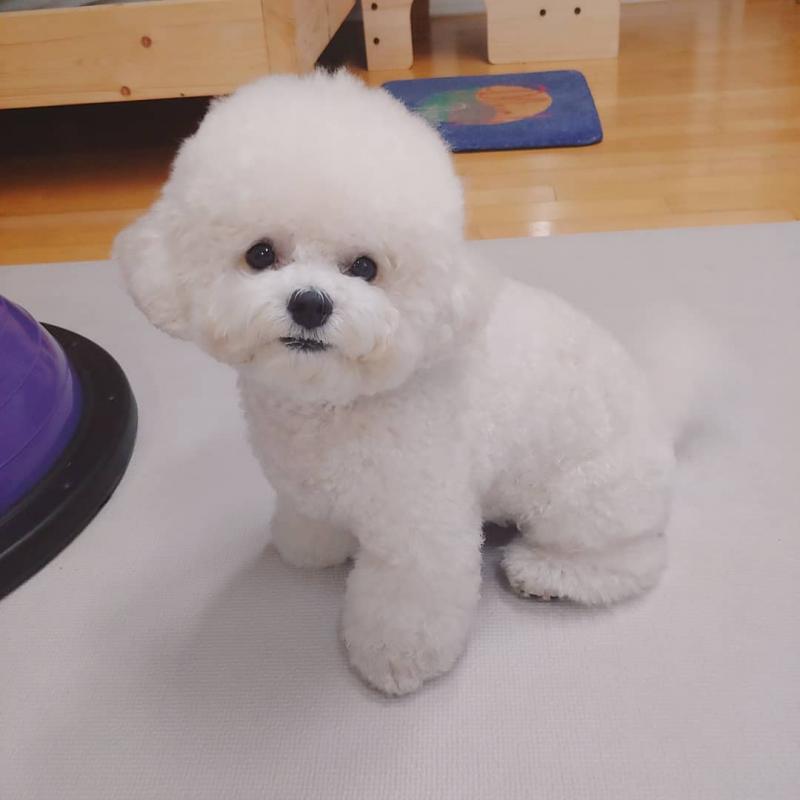 male and female home raise Bichon Frise puppies, Image eClassifieds4u