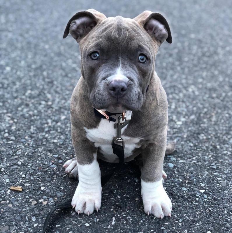 Two Cute American Pitbull terrier Puppies Image eClassifieds4u