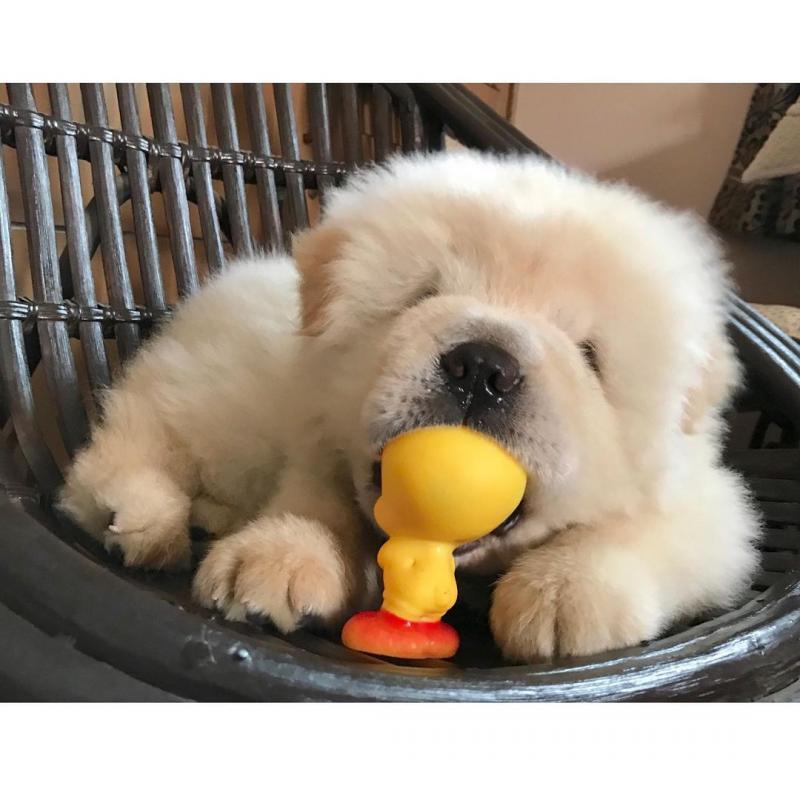 Fantastic Chow Chow Puppies For Adoption Image eClassifieds4u