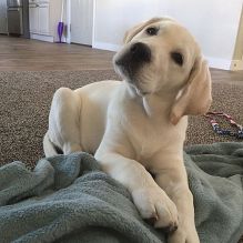 Awesome Labrador Retriever puppies for Adoption 💕Delivery possible🌎