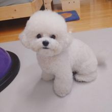 Bichon Frise Puppies Looking For Their Forever Home