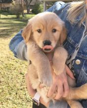 Lovely golden retriever puppies available.