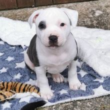Adorable Blue Staffordshire Bull Terriers