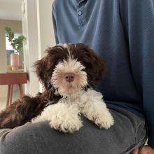 adorable personality Portuguese water dog