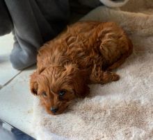 CAVAPOO PUPPIES AVAILABLE FOR FREE ADOPTION