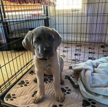 Energetic Cane Corso Puppies for adoption