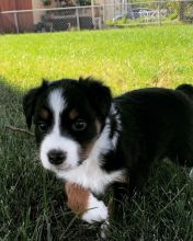 Gorgeous Australian Shepherd puppies available