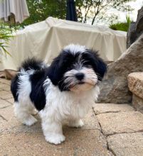Havanese puppies available in good health condition for new homes