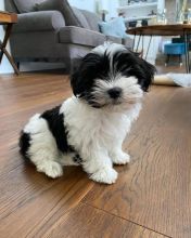 Havanese puppies available in good health condition for new homes