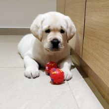 Lovely Labrador Puppies For Adoption