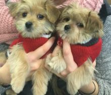 Morkie puppies available for real homes