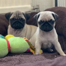 Pug Puppies For Adoption