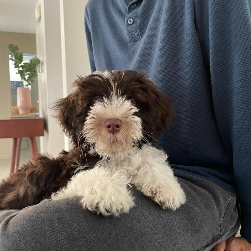 adorable personality Portuguese water dog Image eClassifieds4u