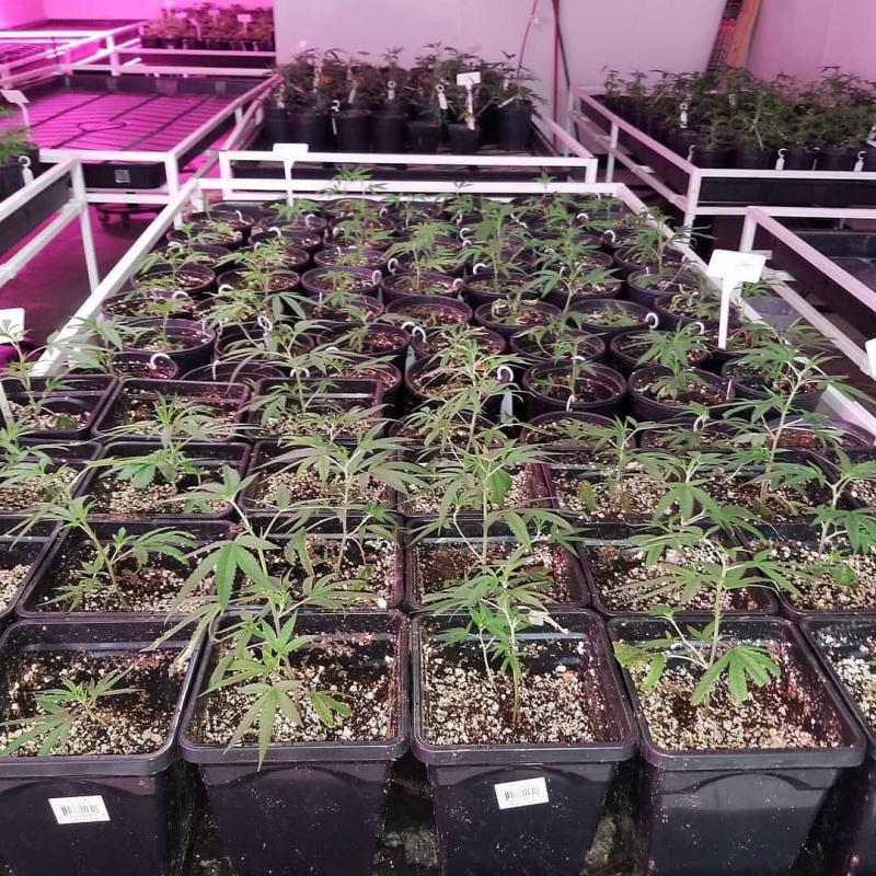 Buy Rubifen, , Concerta, , sibutramine, Dysport, Botox, Restylane, Surgiderm etc. Image eClassifieds4u