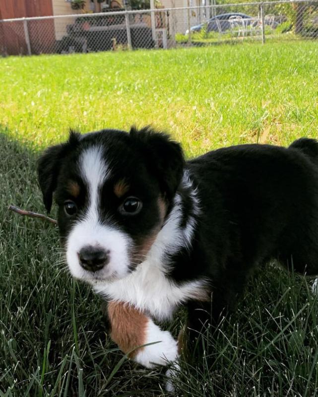 Gorgeous Australian Shepherd puppies available Image eClassifieds4u