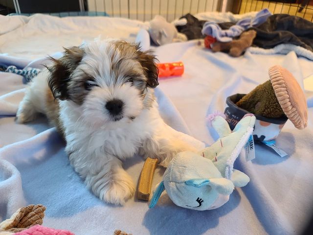 HAVANESE PUPPIES AVAILABLE FOR FREE ADOPTION Image eClassifieds4u