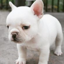 male and female labrador for new home Image eClassifieds4u 2