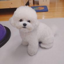 cute australian sherperd pup for sale Image eClassifieds4u 2