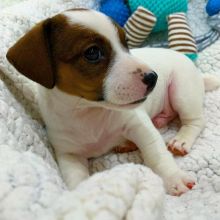 MALE FEMALE JACK RUSSEL PUPPIES FOR ADOPTION Image eClassifieds4U