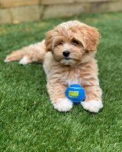 MALTIPOO PUPPIES AVAILABLE FOR FREE ADOPTION Image eClassifieds4U