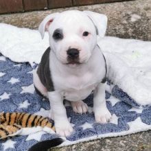 Staffordshire Bull Terrier Puppies Image eClassifieds4U