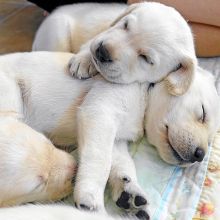 Wonderful Labrador Retrievers puppies available Image eClassifieds4u 2