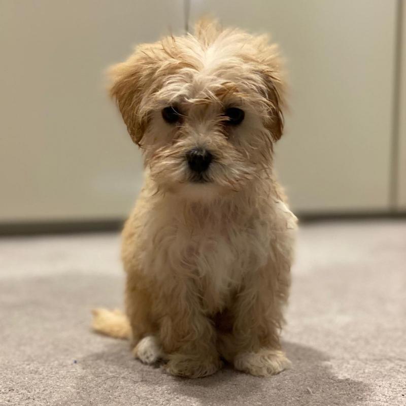 MALTIPOO PUPPIES AVAILABLE FOR FREE ADOPTION Image eClassifieds4u
